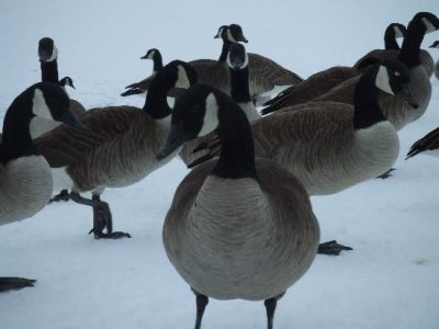 Sampling Urban Wildlife Image